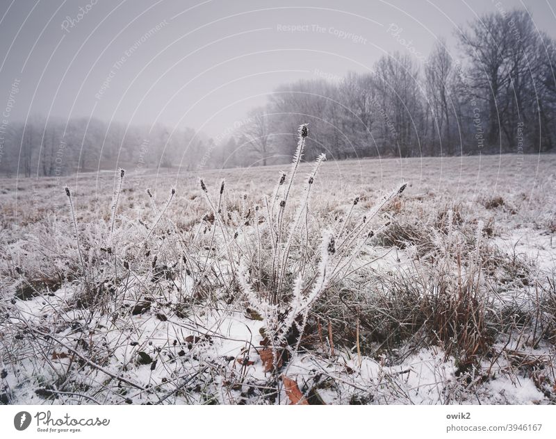 Winter clothes Landscape Bushes ice crystals Freeze Pattern Bizarre Day Sky Fog Structures and shapes Nature Subdued colour Plant Shallow depth of field