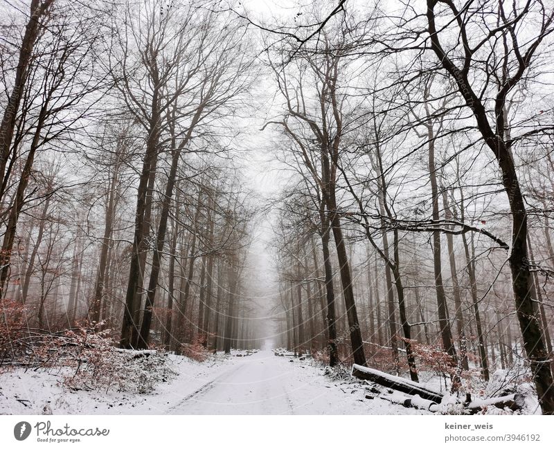 Snowy forest in the Spessart with light fog Forest forest path Winter spessart Forest road Wood Lumber industry Forestry Bavaria Germany Direct Empty no people