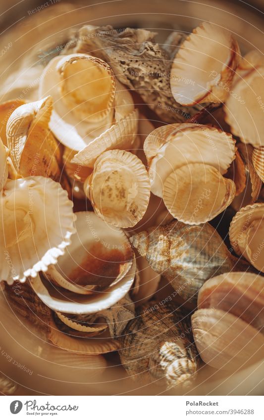 #A0# Mussels in a jar seashells shell collect Mussel shell Shell-shaped shellfinder Shells in the background Flotsam and jetsam Ocean coast