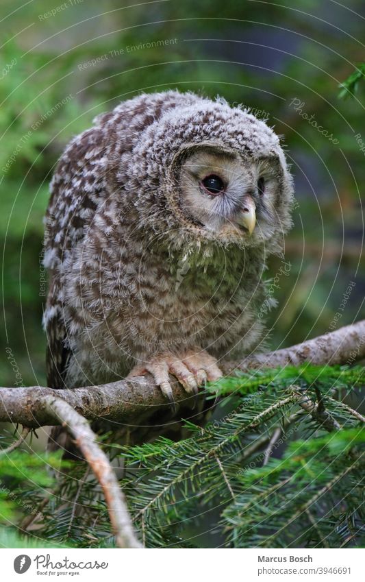 Ural owl - squab, Strix uralensis, Ural owl - squab Tree Bavarian Owls Owl Bird Bird of Prey Bird of prey Ural Owl National Park The Urals owl Great Blue Owl