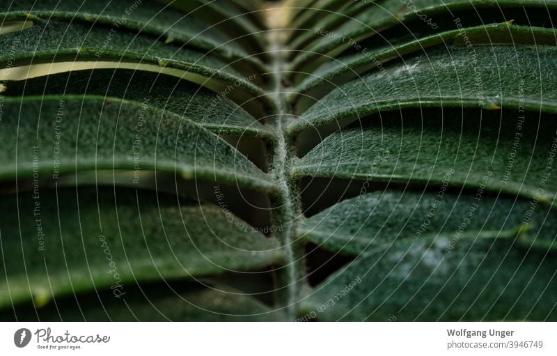 A leaf in closeup in shadow and light in jena background texture water green nature structure details Plant plants Natural Garden botanical flora Pattern leaves