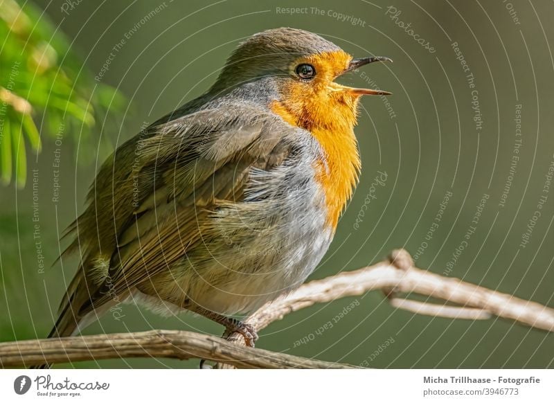 Singing robin Robin redbreast Erithacus rubecula Bird Wild bird Animal face Head Beak Eyes feathers plumage Grand piano Claw Legs Song tweet Chirping hum