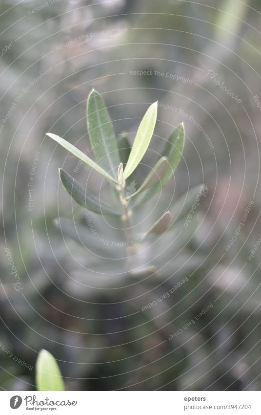 Tender little plant with very blurred background Plant Twig Leaf Point leaf tip Green Edgewise Vertical vulnerable vulnerability Delicate Growth Botany