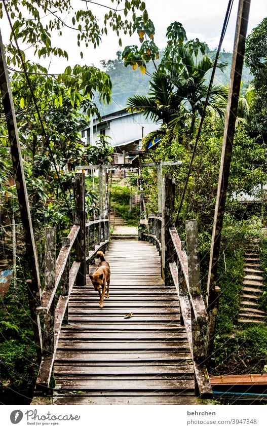 tea kettle | building bridges Palm tree Dog Wanderlust Iban Malaya Borneo Freedom Exceptional Vacation & Travel Sarawak Far-off places Adventure Tourism Exotic