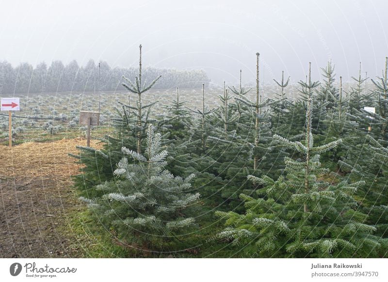 Fir trees in the fog Tree Winter Snow Cold White Ice Frost Nature Exterior shot Deserted Colour photo Day Forest Environment Plant Landscape Subdued colour