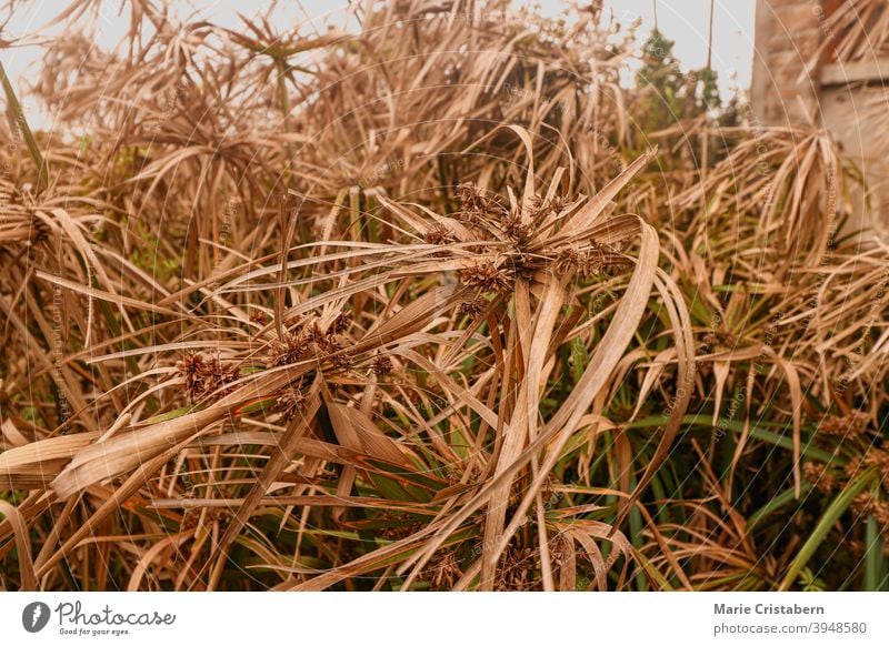 Cyperus alternifolius or umbrella papyrus drying in the summer heat and drought cyperus alternifolius global warming climate change earthly texture close up