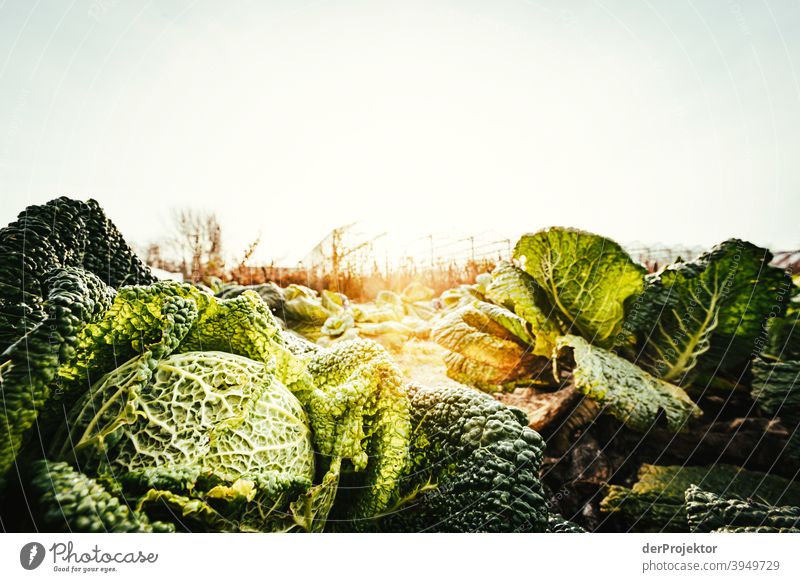 Organic cabbage in the field in Brandenburg in winter I Central perspective Shallow depth of field Sunlight Contrast Shadow Light Day Copy Space middle
