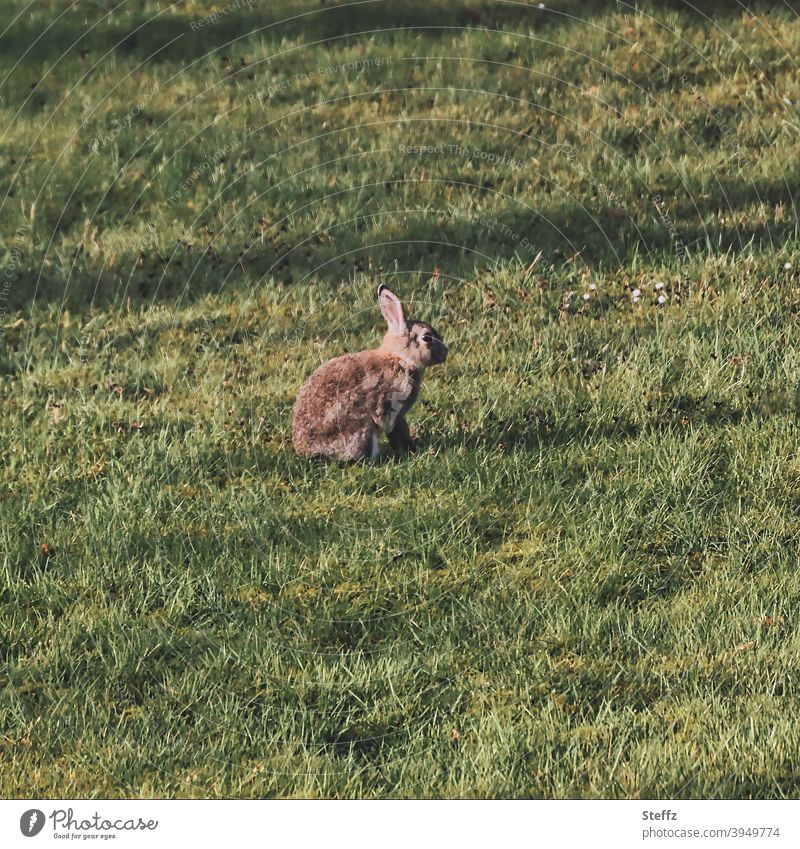 Wild rabbits on the lawn wild rabbits Easter Bunny Cute Free-living Outdoors sunny spring garden Spring day Lawn spring sun March April herald of spring