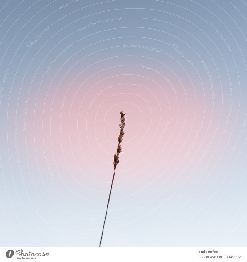 A blade of grass with a withered inflorescence stretches towards the pale blue sky to form a barely visible cloud illuminated in pink. Grass Blade of grass