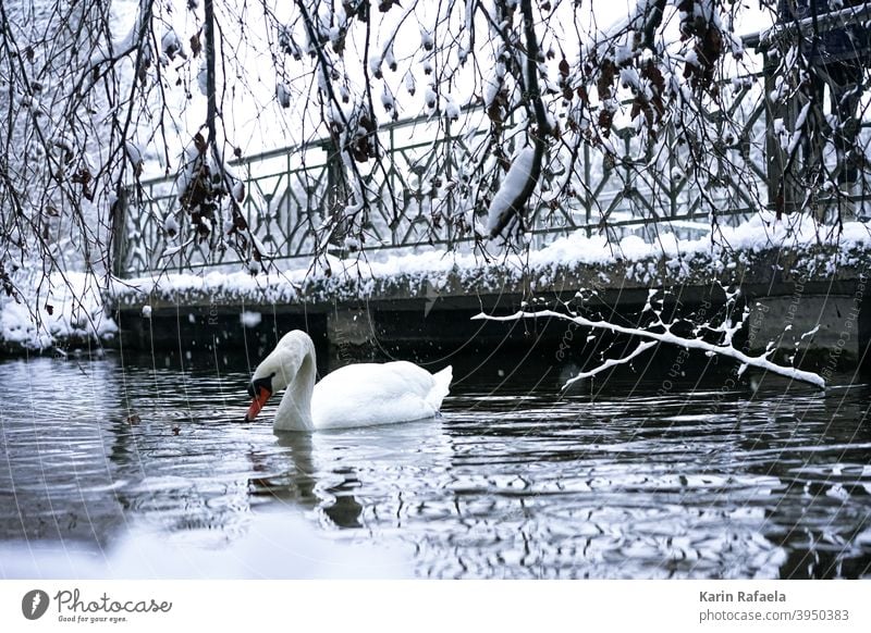 Swan in winter Winter Animal Bird Water White Nature Lake Colour photo Exterior shot Wild animal Deserted Environment Day Reflection Lakeside naturally pretty