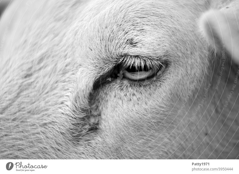 Sheep eye detail Eyes Animal Animal portrait 1 Farm animal Animal face Looking