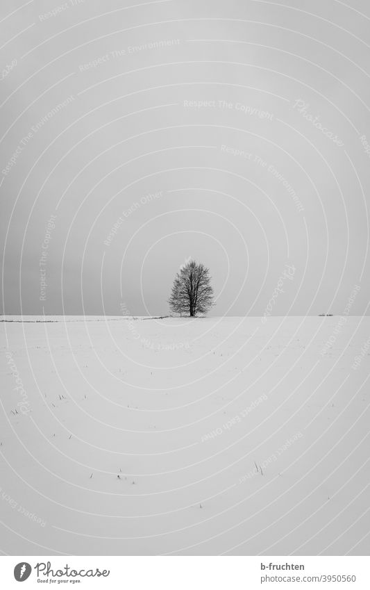 Minimalist; single, bare tree on snow-covered field Tree Snow Minimalistic minimalism Winter Cold Landscape Frost Nature Exterior shot Deserted Environment