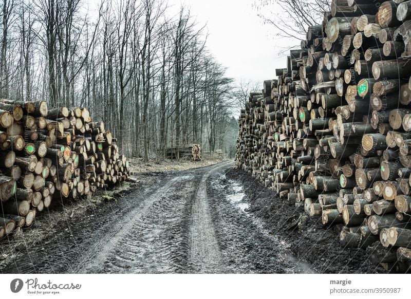 dead | but nothing is lost to nature! Wood Tree Forest Tree trunk Deserted Exterior shot Nature Forestry Stack of wood Timber Fuel Environment Supply Log Cut