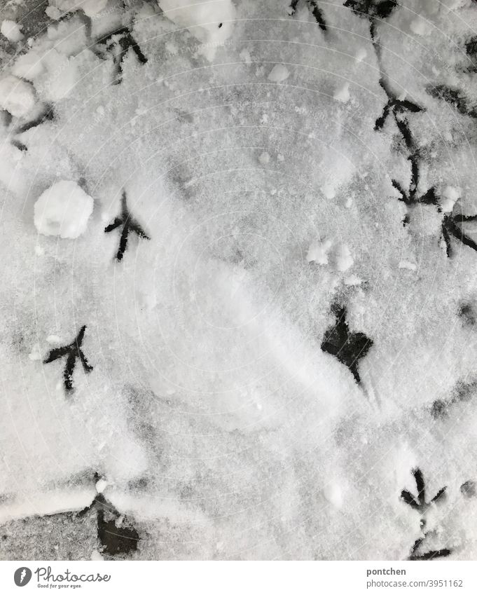 Bird tracks in the snow. Winter, texture, Traces of snow bird tracks Snow Tracks Imprint footprint Pattern snow chunks Cold