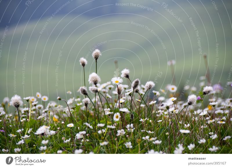 alpine flower meadow Nature Plant Earth Summer Flower Grass Blossom Hill Alps Green White Marguerite Covered Carpet of flowers swabs Colour photo Exterior shot