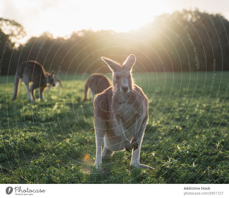 Adorable kangaroos grazing on grassy terrain in nature osphranter rufus graze meadow animal mammal habitat wild specie herd sunlight scenic australia sunset sky