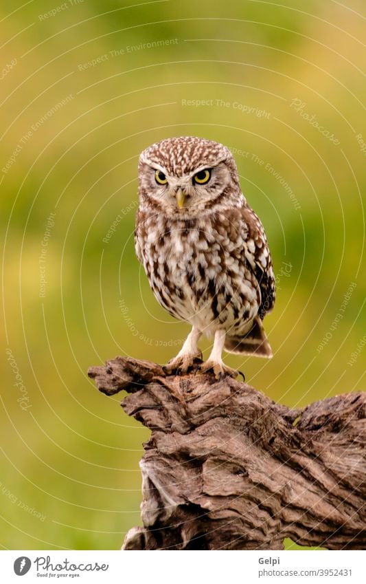 Cute little owl bird - a Royalty Free Stock Photo from Photocase