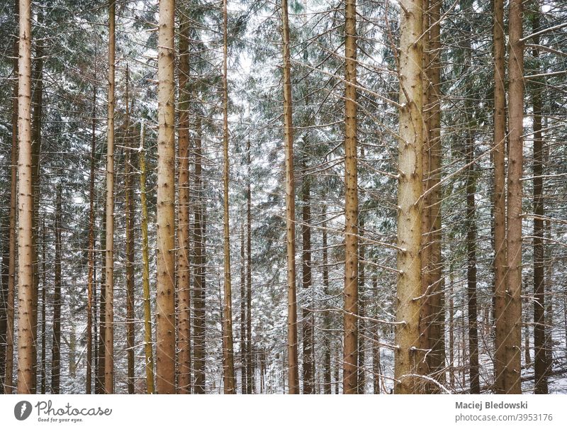 Picture of a mountain forest during snowy winter. cold background tree nature frozen weather environment season white landscape wilderness frost natural woods