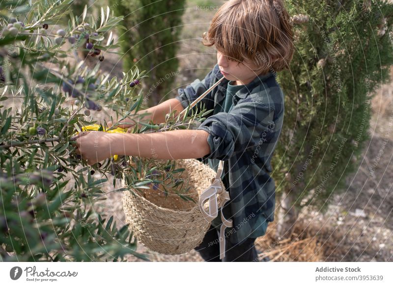 Adorable child picking healthy olives in garden collect tree basket harvest busy bunch plantation countryside agriculture work small business boy kid fresh ripe