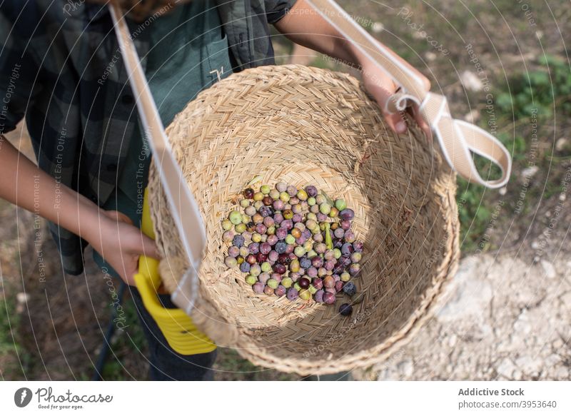 Anonymous little boy showing basket with harvested olives in garden demonstrate countryside rake nature childhood ripe fresh tree farm kid blond adorable farmer
