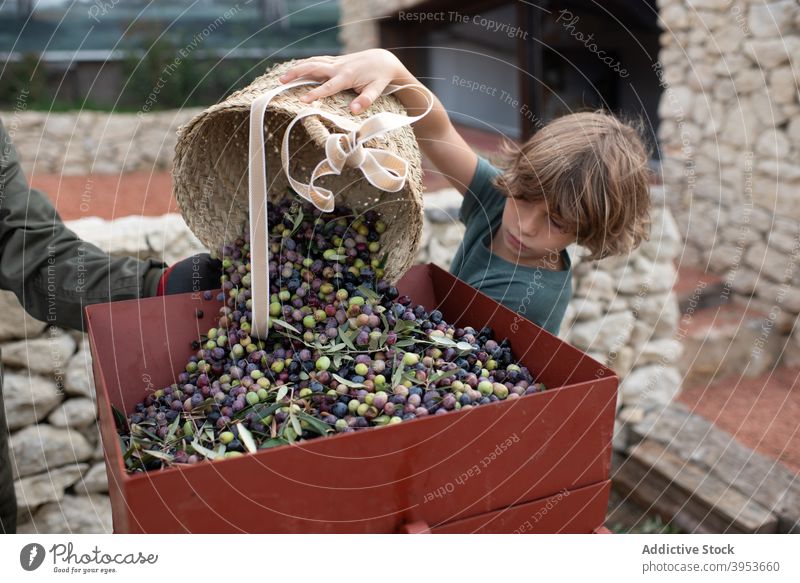Boy scattering olives from wicker basket into container after harvesting in farm boy help agronomy plantation work concentrate together farmer countryside