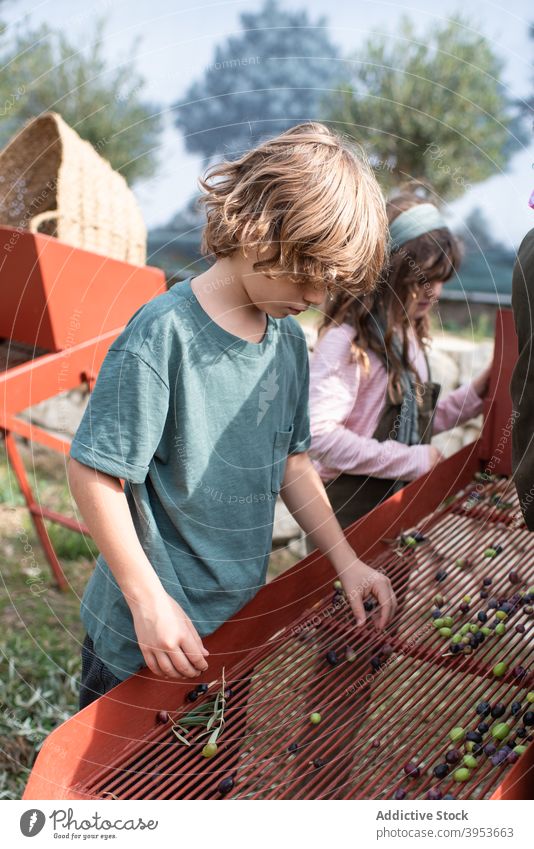 Children sorting out collected olives with parents people harvest countryside children family business farm work heap healthy fresh kid daughter son rural