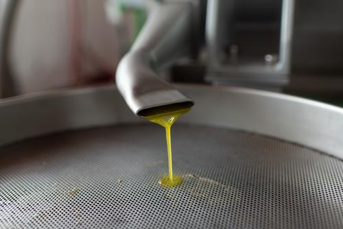 Freshly pressed olive oil flowing into tank in farm pour factory mill pipe equipment industry process facility manufacture fresh production fill liquid