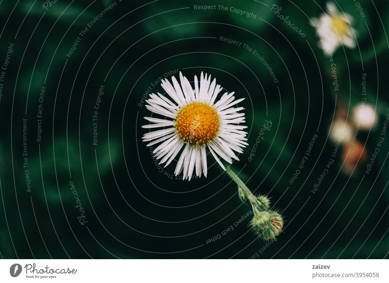 a single flower with white erigeron petals Erigeron daisy horizontal tranquility copyspace gerber image growth isolated one weed annual fragility light