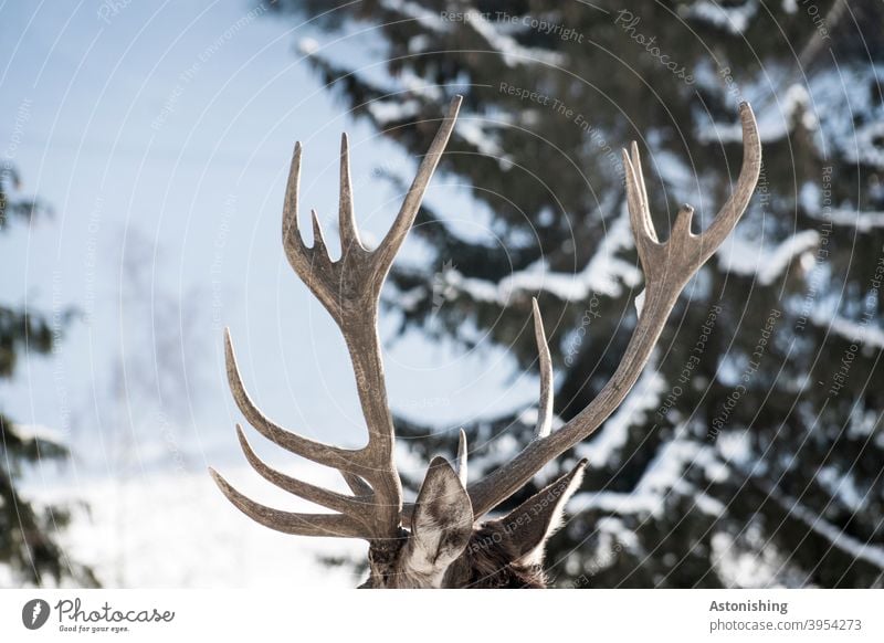 Deer antlers in the snow stag peak Animal Winter Snow ears Large Old ender Pelt Tree Forest Nature Brown Green Hard Coniferous trees Exterior shot Colour photo
