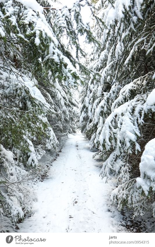 Forest path in winter off Winter Snow firs Cold White Nature Exterior shot Tree Deserted Colour photo Day Environment Frost Landscape Weather Climate
