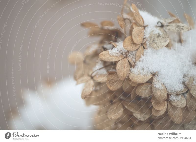Snowed-in, withered hydrangea Hydrangea Flower Shriveled Plant Nature Blossom Close-up Shallow depth of field Colour photo Detail Hydrangea blossom