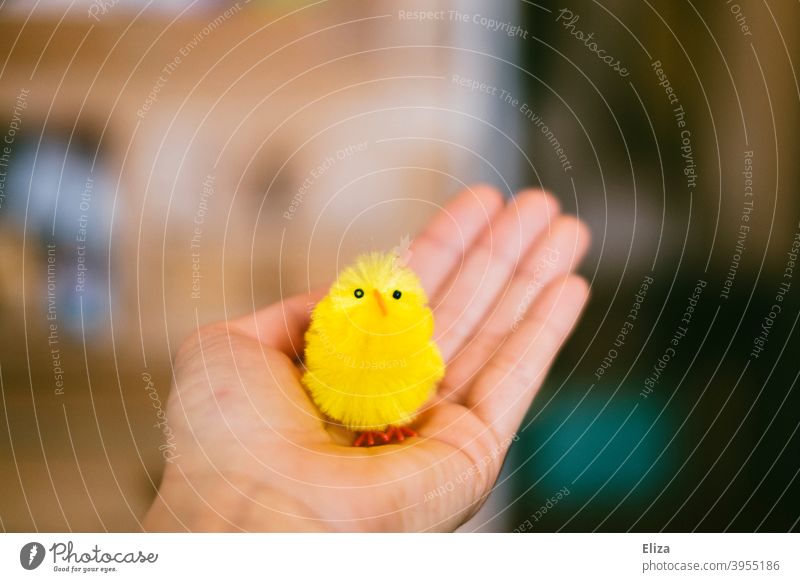 hand holds a small yellow chick figurine Chick Easter Hand stop Small Yellow Artificial Figure Cute Animal fluffy