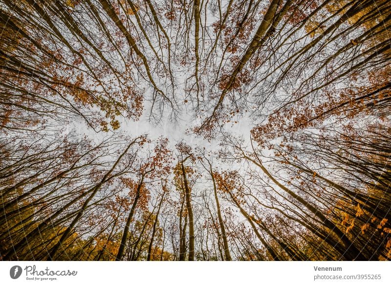 forest in the autumn Forests tree trees forest floor floor plants weeds ground cover trunk trunks tree trunks nature landscape Germany
