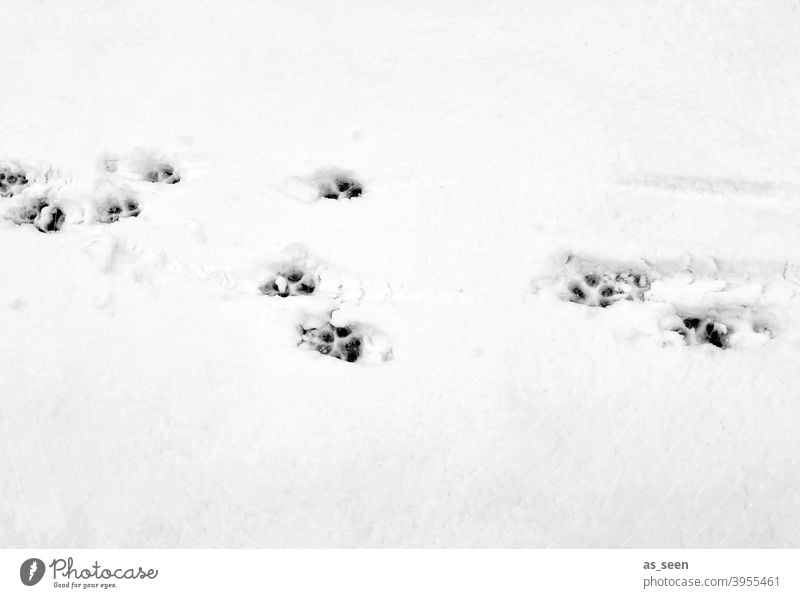 Animal tracks in the snow Snow Tracks footprints Winter Cold White Exterior shot Deserted Ice Frost Day Snow track Contrast Black & white photo Snow layer