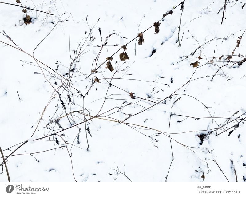 Grasses in the snow grasses Snow Bird's-eye view Nature Plant Exterior shot Deserted Environment Winter graphic graphically White Black Brown Cold Ice