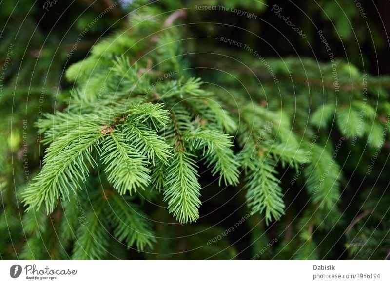 Green spruce branch closeup. Nature background tree green nature season plant seasonal christmas winter natural pine outdoor fir forest environment needle