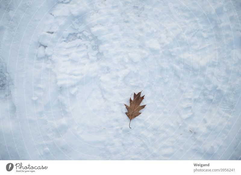 Being alone in winter Leaf on one's own Loneliness Lonely Snow Ground depression Winter winter depression sad Sadness unhappy Think dejected Pensive Earnest