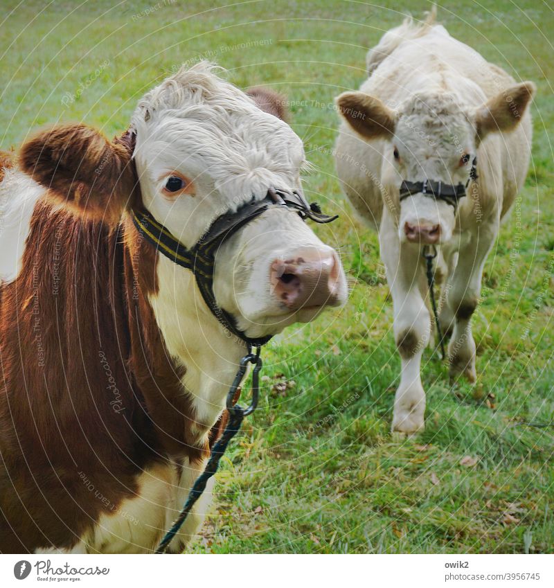 Big buddies Young bulls Oxen cattle two Pair of animals Animal portrait look sluggish inquisitive tired Observe Animal face Looking Curiosity Exterior shot