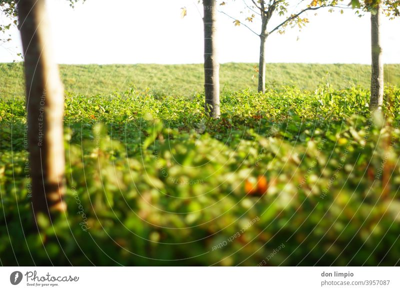 Trees between hedge and dike Green Trees, Nature Landscape Environment Deserted Colour photo Plant naturally Exterior shot Shallow depth of field