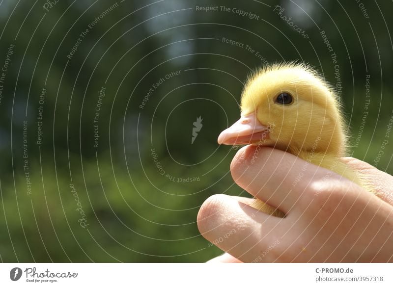 Goose Chicks geese chicken goose chicks Hand Poultry Small Animal portrait Bird Nature Feather animal world Keeping of animals Green Yellow Cute Beak Close-up