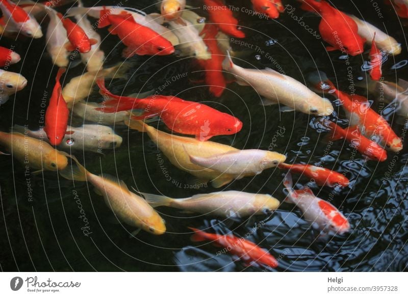 hungry pack - many red-colored and white Koi carps swim in the water and wait for food Fish Koi Carps Water basin Pond Animal Colour photo Bird's-eye view