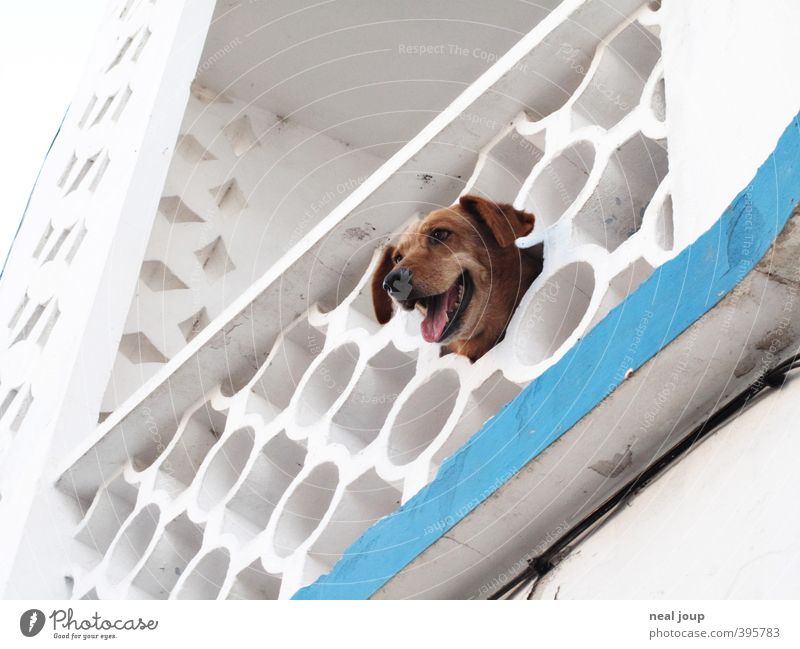 Watchdog - Watchdog Portugal Facade Balcony Animal Pet Dog 1 Observe Brash Happiness Curiosity Smart White Interest Loneliness Contact Boredom Colour photo