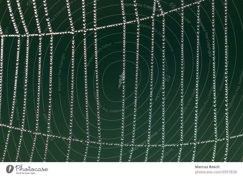 Spinnennetz im Morgentau, Spider web in morning dew Gegenlicht Netz Perlen Radnetz Spiegelungen Tau Tropfen Wassertropfen aufgereiht aufreihen fein filigran