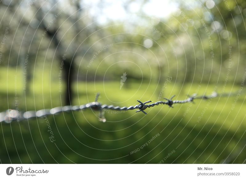 barbed wire fence Barbed wire Barbed wire fence Fence Barrier Safety Border Wire Thorny Protection peak Environment Nature Garden Meadow Green Pasture fence