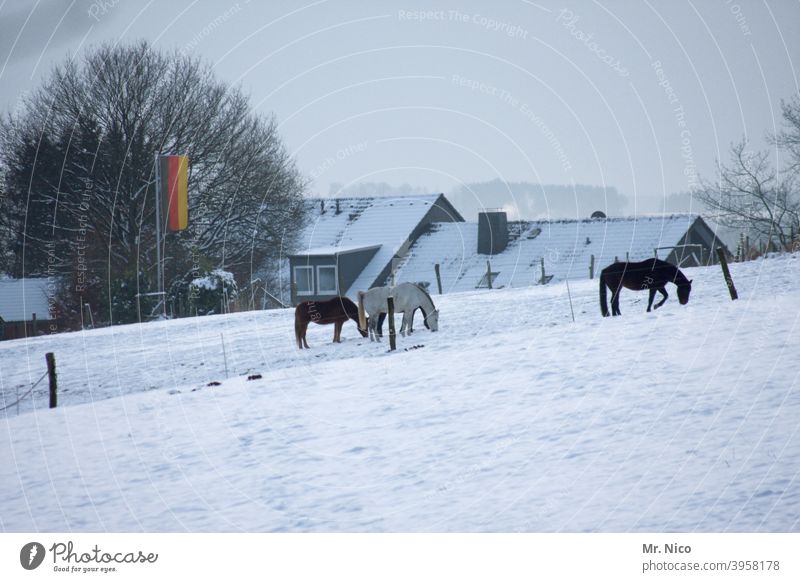 Arabs are not allowed in this pasture... Willow tree Horse Winter Snow Landscape Farm Cold Field Meadow Rural Snowscape Leisure and hobbies Equestrian sports