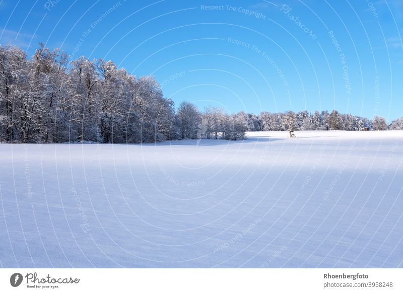 big snow covered meadow in front of a forest in the Rhön Thuringia Snow snow-covered Meadow Willow tree Cold Hiking hike background Blue Sky Nature Landscape