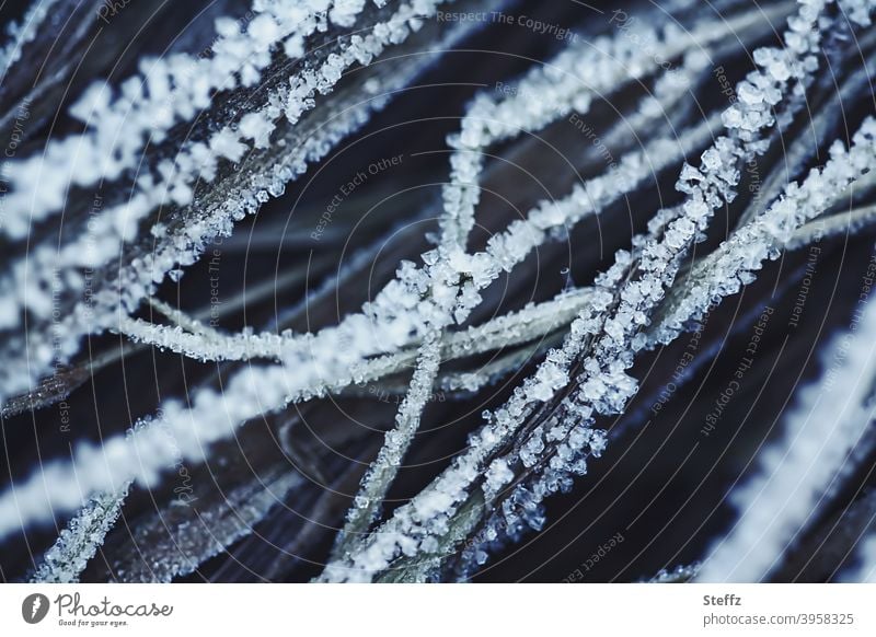 frozen grass on frosty winter day Frost chill Hoar frost onset of winter freezing cold Nordic Nordic cold Domestic coldly caught Cold shock ice crystals Frozen