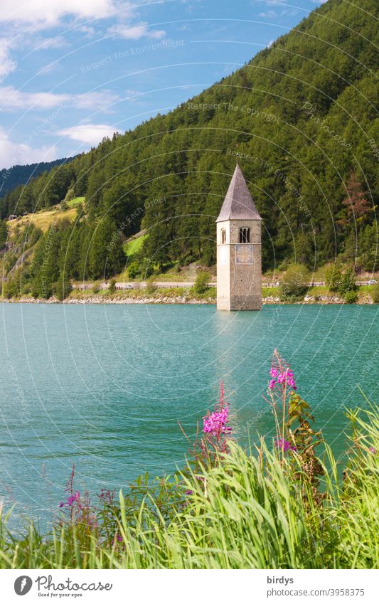 Lake Reschen in summer. Church tower of a flooded village rises out of the lake Reservoir Church spire Lakeside Water Forest Berhang blossoms Beautiful weather