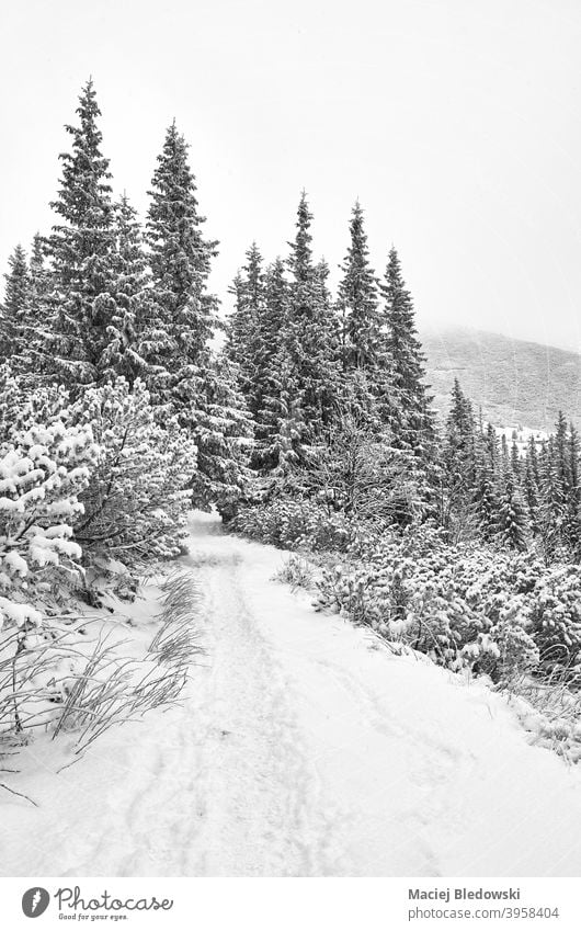 Black and white picture of a mountain path during heavy snowfall. winter black adventure wanderlust trail hike nature blizzard forest black and white tree B&W