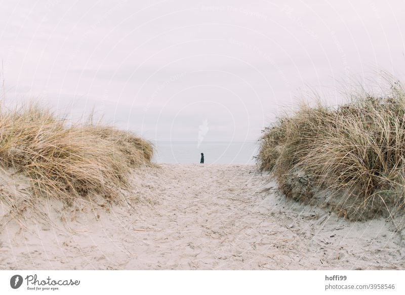 a lonely man at the seaside between the dunes Marram grass stage Human being Loneliness Autumn Winter Ocean North Sea coast Landscape Beach Nature